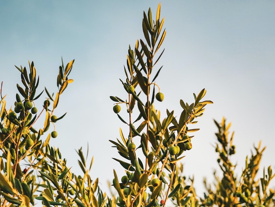 La spremitura a freddo dell'Olio EVO