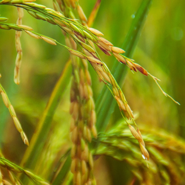 Riso Riserva San Massimo