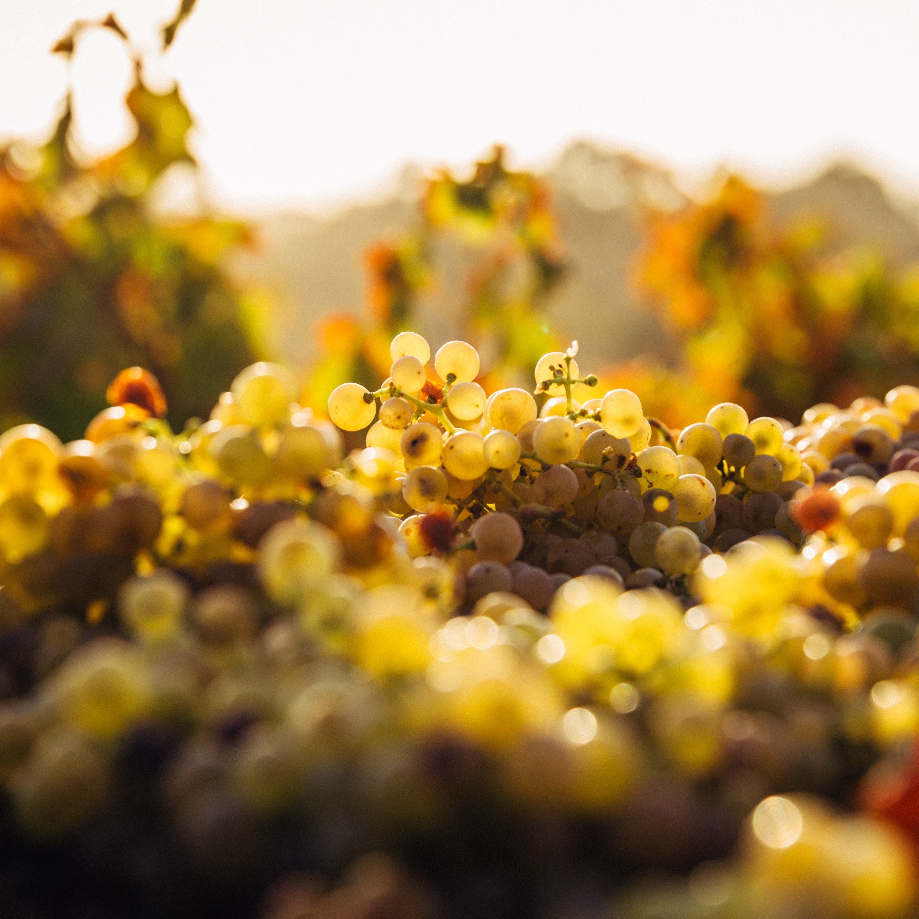 Vini rifermentati o metodo ancestrale? Facciamo chiarezza!