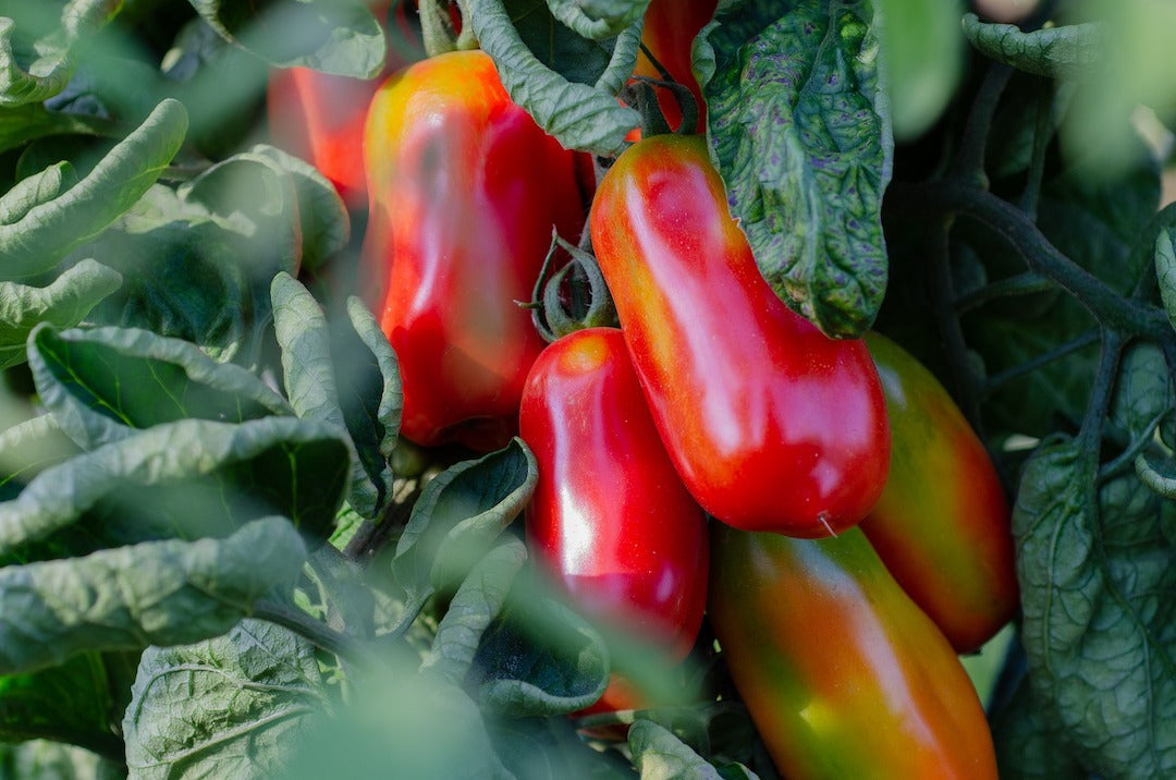 Azienda Agricola Paglione: un antico amore per la terra